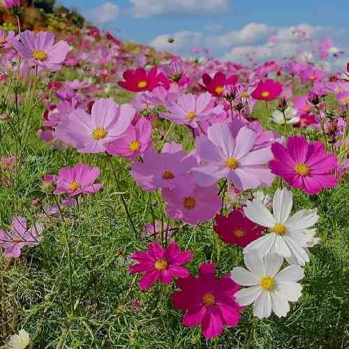 ابوالفضل اسماعیلی لبخند نگو بگو قرص کامل ماه
